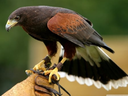 Falcon - nice, nature, sitting, perch, green, falcon, pray, bird