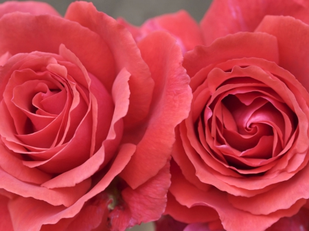 Very Pretty Roses - cool, rose, pretty, lovey