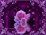 Pink and Purple Roses