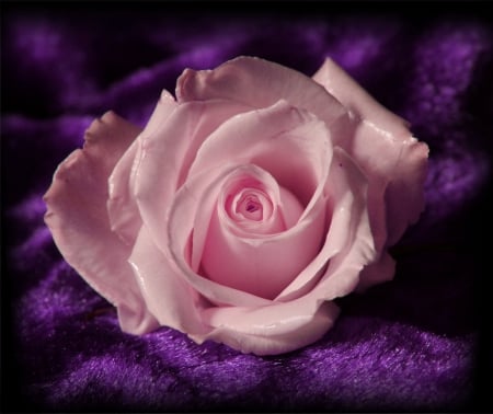 Pink Rose on Purple - purple, pink, rose, on