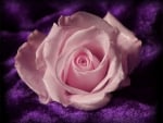 Pink Rose on Purple