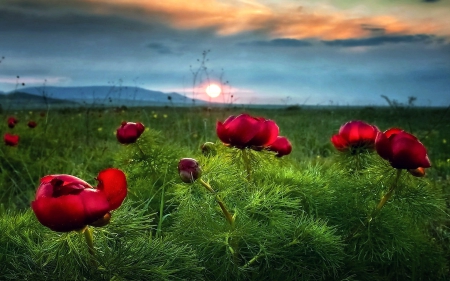 Sunset on Field - Field, Red, Sunset, Flowers