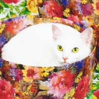 White cat in a flower box