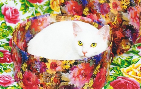 White cat in a flower box - paws, box, cat, colorful, cute