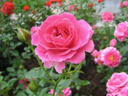 Pink roses - flowers, petals, pink, rose