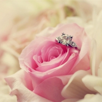 Pink rose