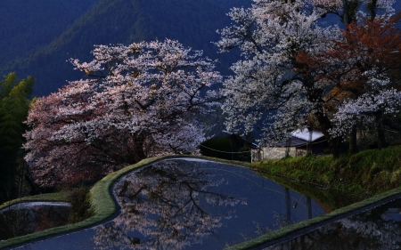 magnificent terraced flooded fields in japan - fields, farm, trees, mountain, terraces