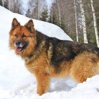 German shepherd