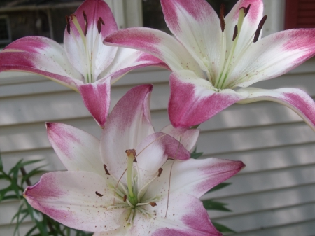 stargazer lilies - nature, garden, lily, flower