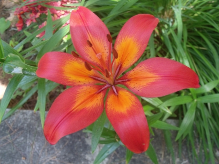 Beautiful Lily - nature, garden, lily, flower