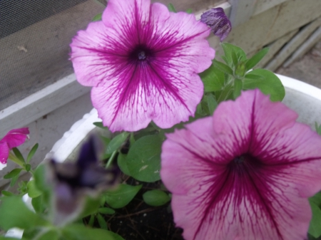 petunia - flower, petunia, nature, garden