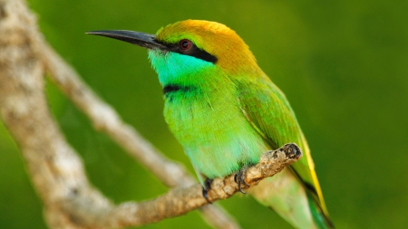 *** Green and beautiful *** - bird, animal, green, animals