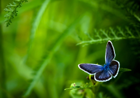 Butterfly - butterfly, grass, nature, green