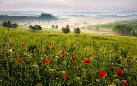 Early Morning - field of flowers, sky, field, nature, clouds, green, flowers, poppies, grass, poppy