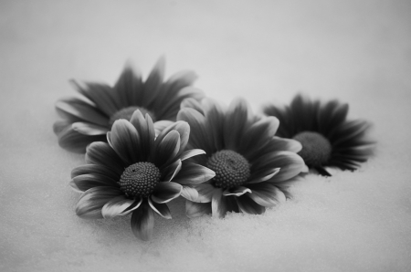 * - mood, flowers, bw, flower