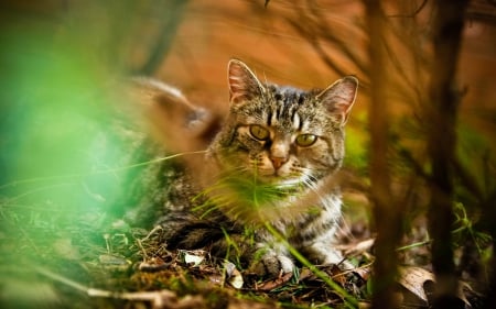 Cat - sleepy, cute, beautiful, cat, sleeping, kitty, cats, hat, cat face, paws, face, animals, pretty, beauty, sweet, kitten, lovely