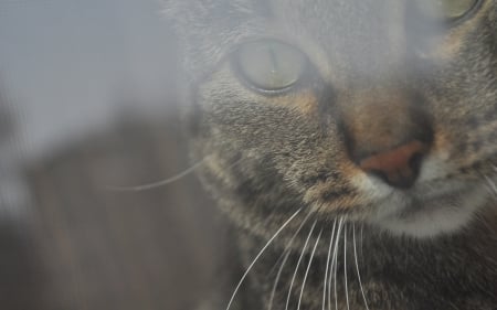 Cat - sleepy, cute, beautiful, cat, sleeping, kitty, cats, hat, cat face, paws, face, animals, pretty, beauty, sweet, kitten, lovely