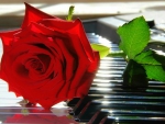 Red Rose