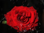 Red Rose