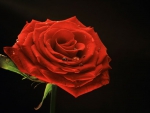 Red Rose