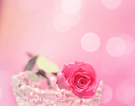 Pink Love - flower, rose, pink, love, nature