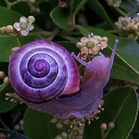 purple snail