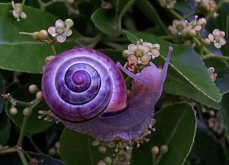 purple snail - purple, flowers, snail, animals