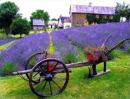 lavender field - flowers, lavender, fields, nature