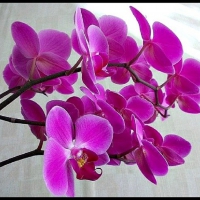 purple orchids