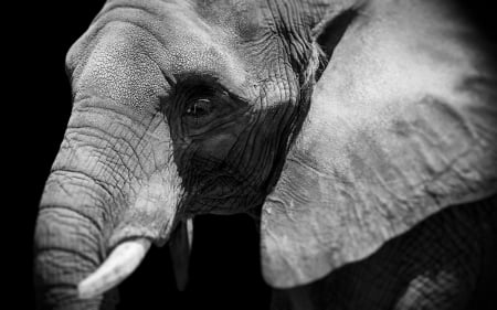 Elephant - trunk, animal, Elephant, ears