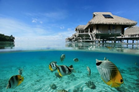 Beautiful underwater coral reef and tropical marine fish on blue lagoon under water villas bungalows in Bora Bora Tahiti Polynesia - animals, pacific, paradise, bungalows, snorkel, villa, underwater, coral, life, diving, south, marine, islands, swimming, tropical, under, beautiful, snorkelling, villas, society, dive, beach, water, polynesia, french, bora bora, atoll, lagoon, sand, bungalow, scene, swim, reef, exotic, blue, fish, island, tahiti, colourful