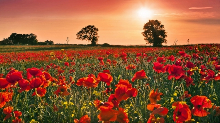 Poppies - trees, blossoms, sunset, landscape, field