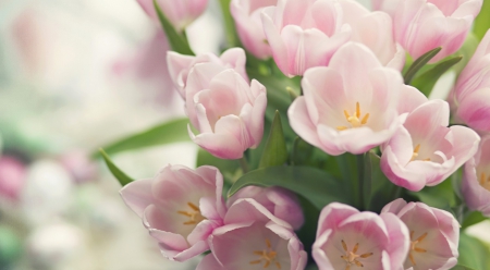 * Soft tulips * - tulips, tender, flowers, soft