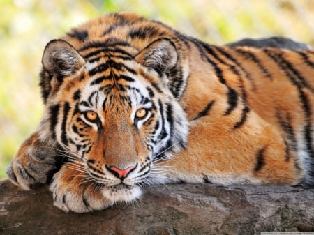 Tiger Resting - nice, resting, tiger, young