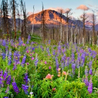 Glacier national park in summer
