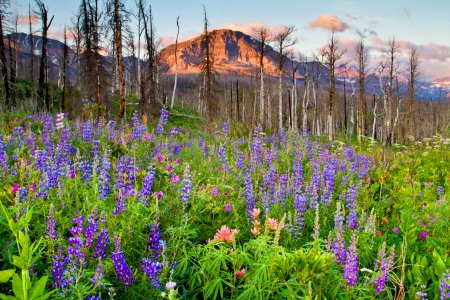 Glacier national park in summer - pretty, hills, summer, grass, mountain, flowers, cliffs, nice, sky, national park, beautiful, lovely, freshness, peaks, wildflowers, nature, glacier