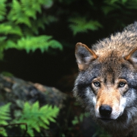 Wolf in Wilderness