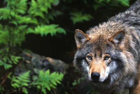 Wolf in Wilderness - wildlife, wolves, predator, sweden