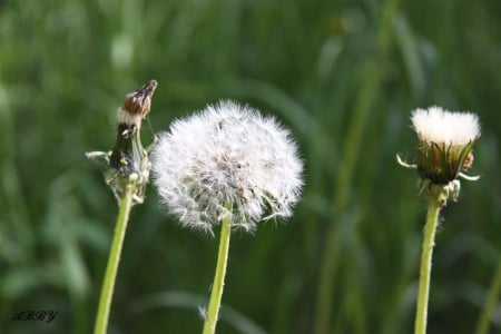 Dandelion fragile - white, Flowers, green, photography, Dandelion