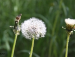 Dandelion fragile