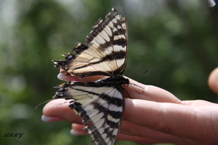 Beautiful Butterfly - pale white, brown, photography, butterflies