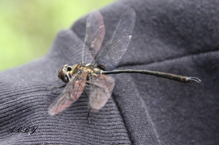 dragonfly landed on my shoulder