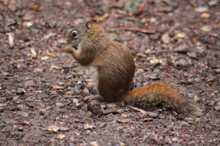 Squirrels on camping ground - black, Squirrels, photography, brown, eyes