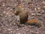 Squirrels on camping ground