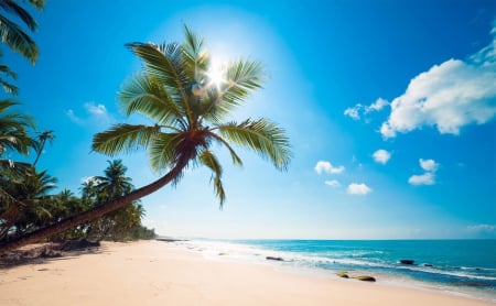 *** Amazing sunny beach *** - beaches, ocean, beach, sun, palms, summer, palm, caribbean, nature, sand