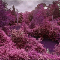 *** Landscape in purple color ***