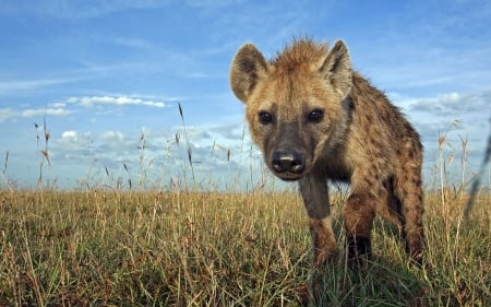 Spotted hyena - spotted hyena, Africa, predators, HD, savannah, grass, nature, cute, hyena, field, animals, wildlife, wild, wallpaper