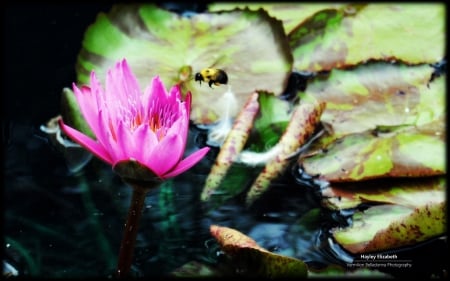 Bee on a waterlily - bee, insects, summer, photography, spring, lily, flowers, nature, cute, waterlily, animals, wallpaper