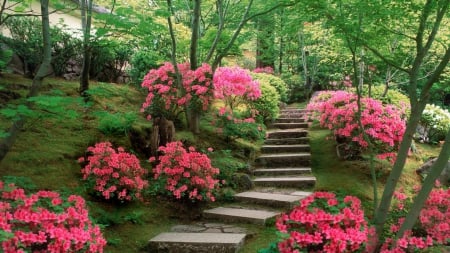 Azalea Garden - azaleas, garden, nature, beauty