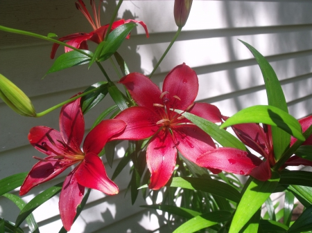 July Lilies - nature, garden, red, beauty, flower, lily